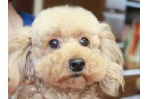 販売中のトイプードルの親犬